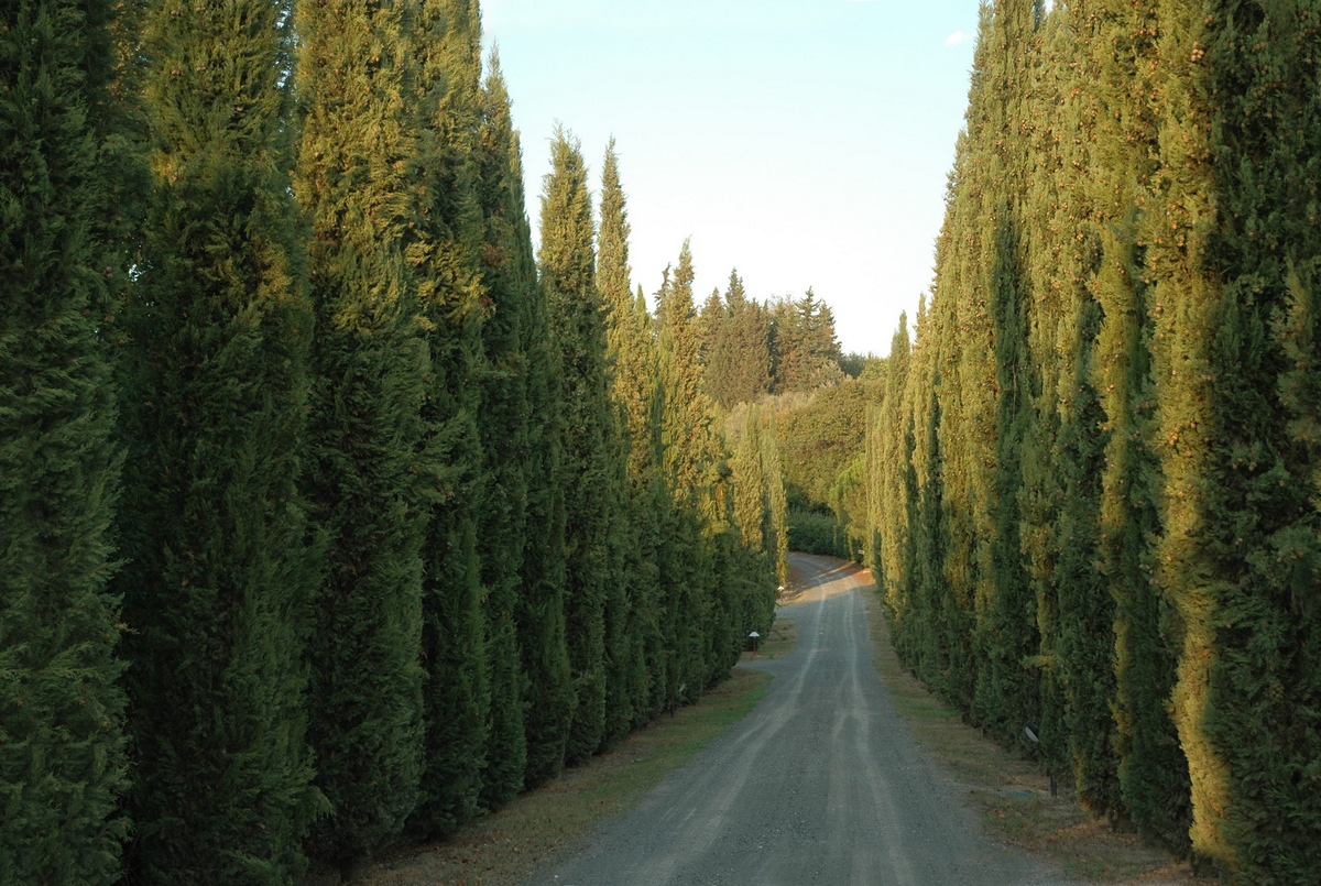 Tenuta Moriano in Toscana, agriturismo nel verde